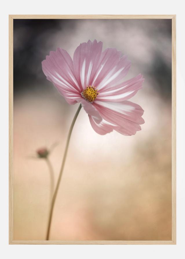 Cosmos Póster
