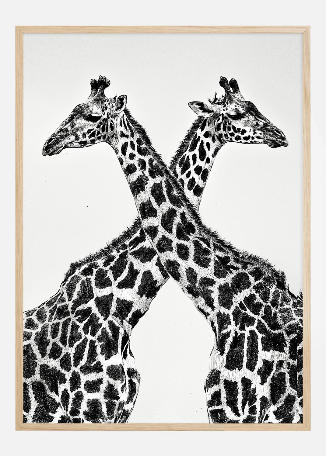 Product Image for Two giraffe towers Póster (21x29.7 cm (A4))