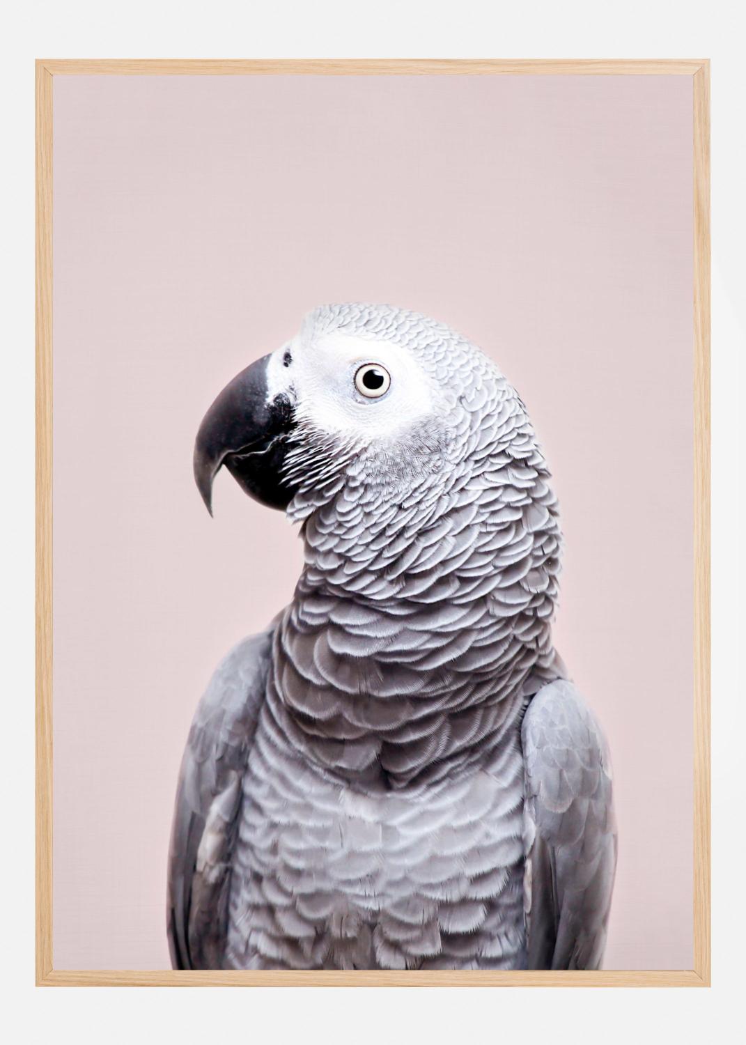 Product Image for African Grey Póster (21x29.7 cm (A4))