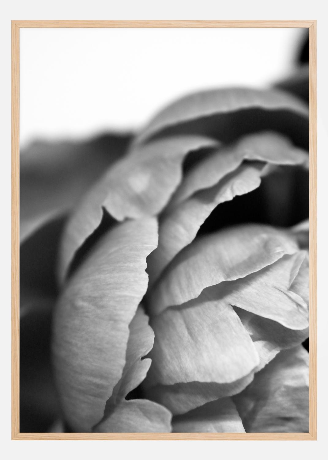 Product Image for Peony B&amp;W Póster (21x29.7 cm (A4))
