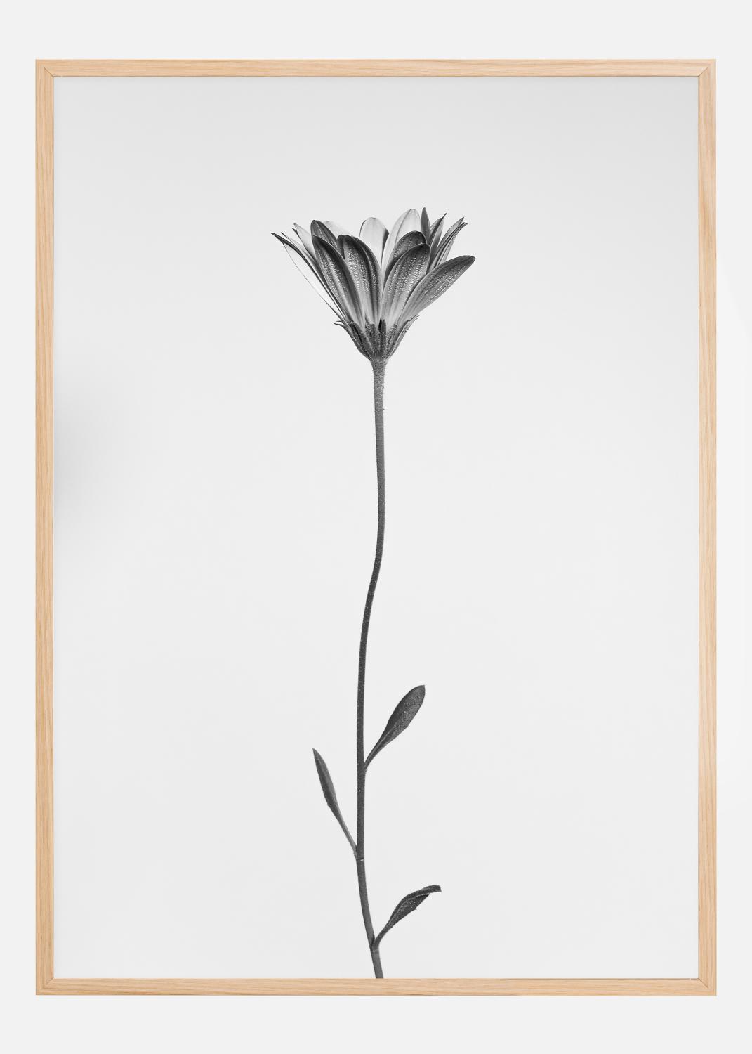 Product Image for Daisy Póster (21x29.7 cm (A4))