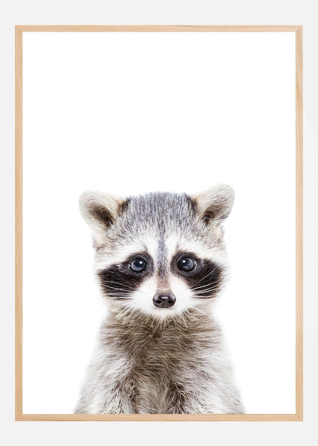 Product Image for Baby Racoon Póster (100x140 cm)