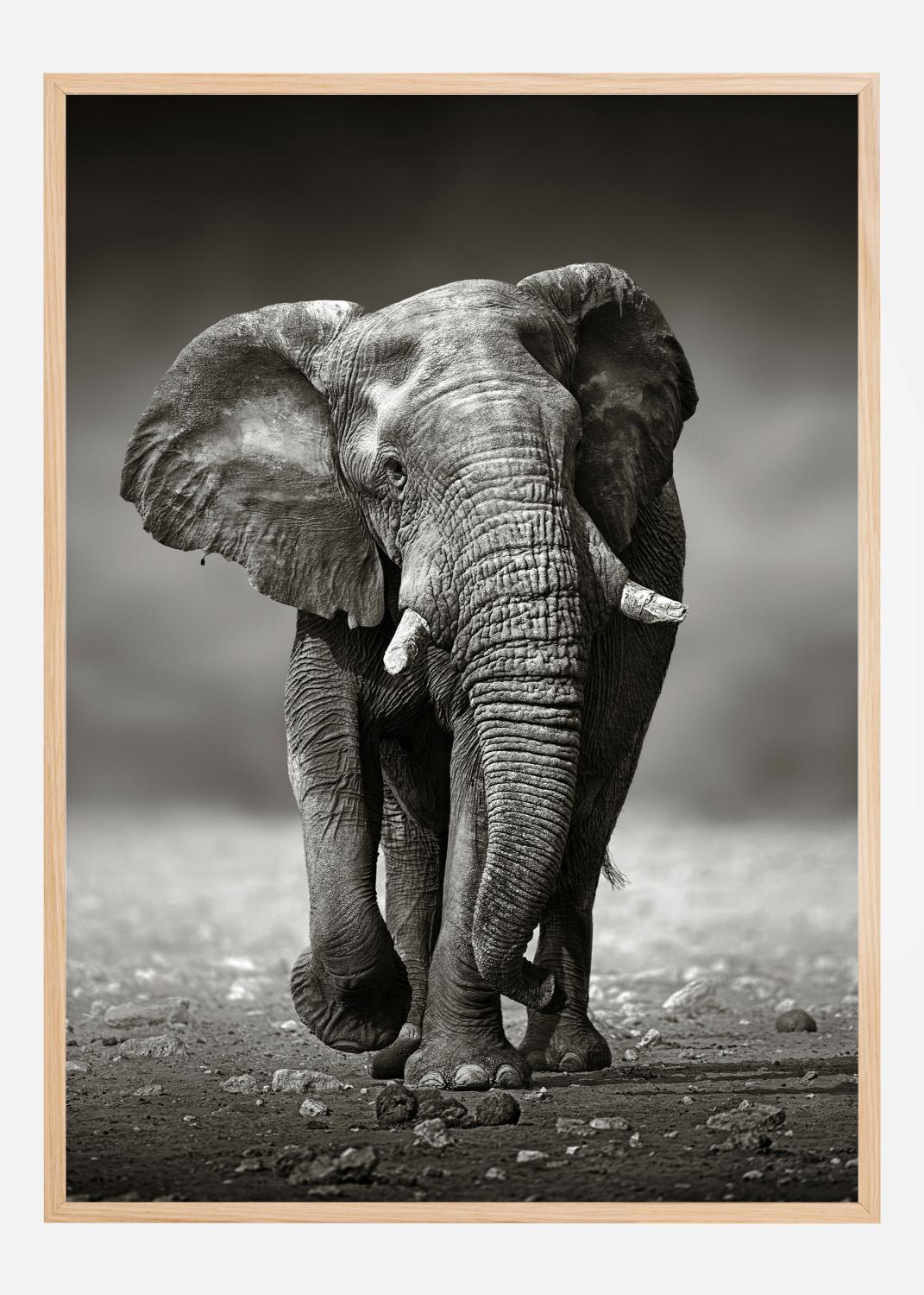 Product Image for Walking Elephant Póster (21x29.7 cm (A4))