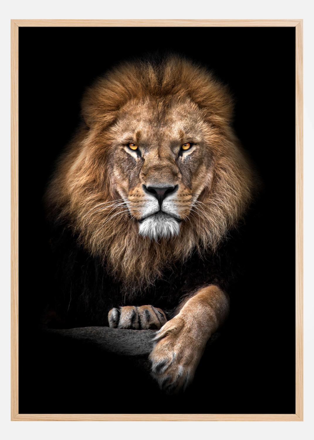 Product Image for Focused Lion Color Póster (21x29.7 cm (A4))