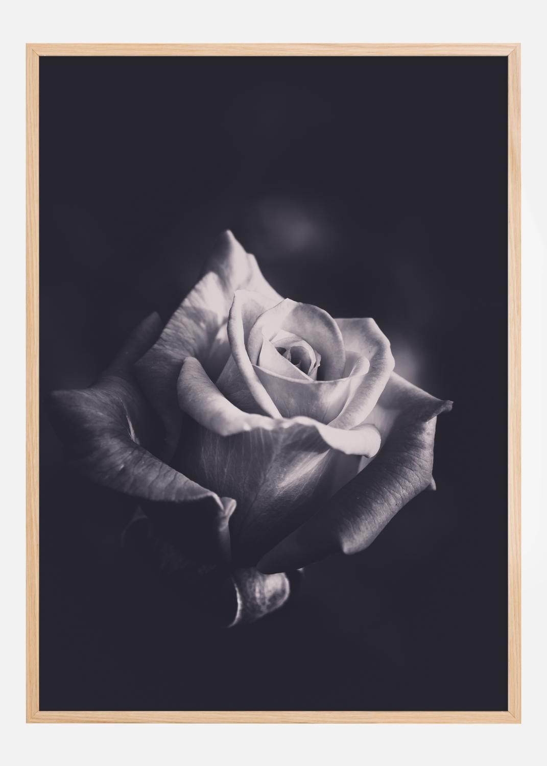Product Image for Grey rose Póster (21x29.7 cm (A4))