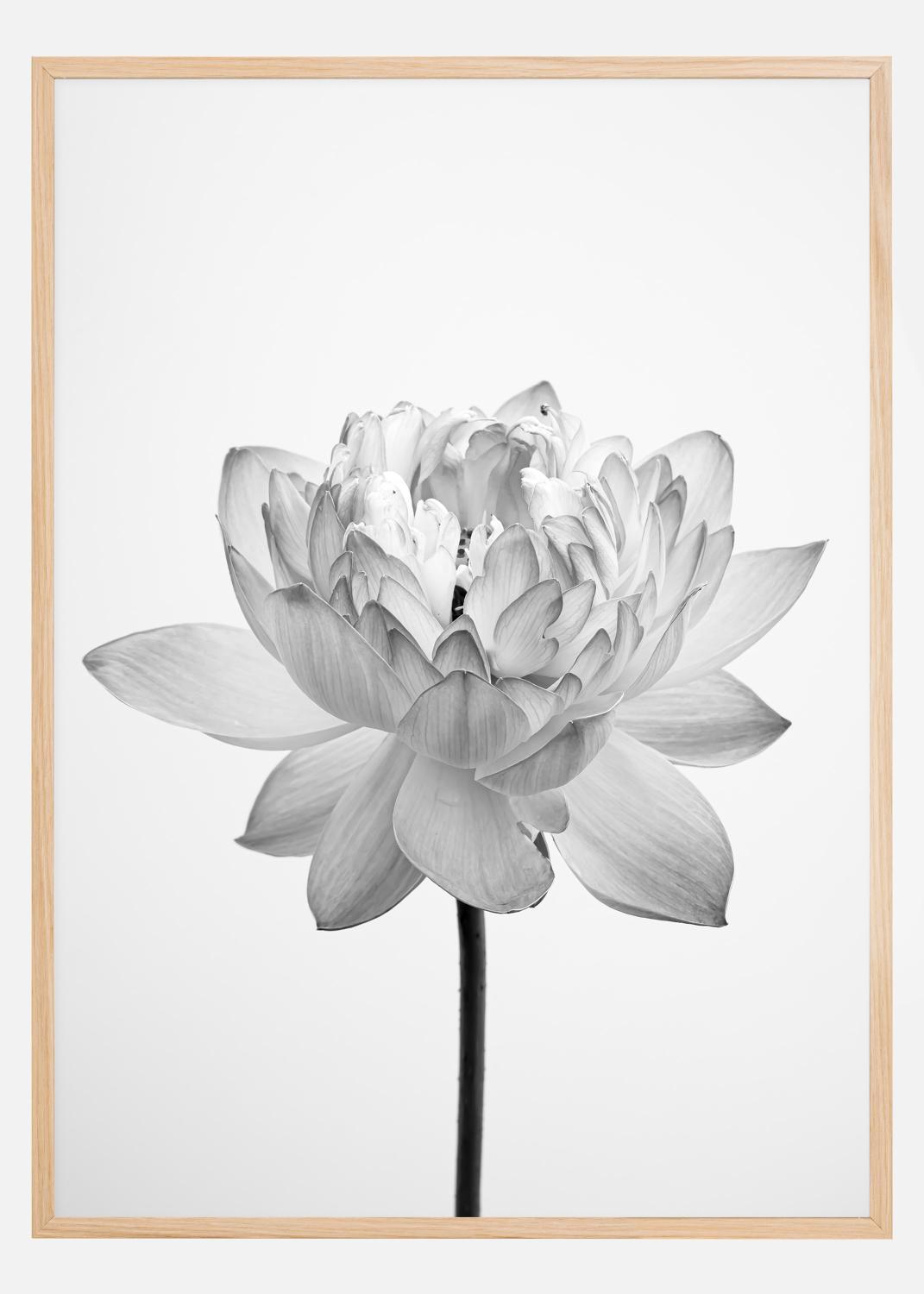 Product Image for Grey flower Póster (21x29.7 cm (A4))