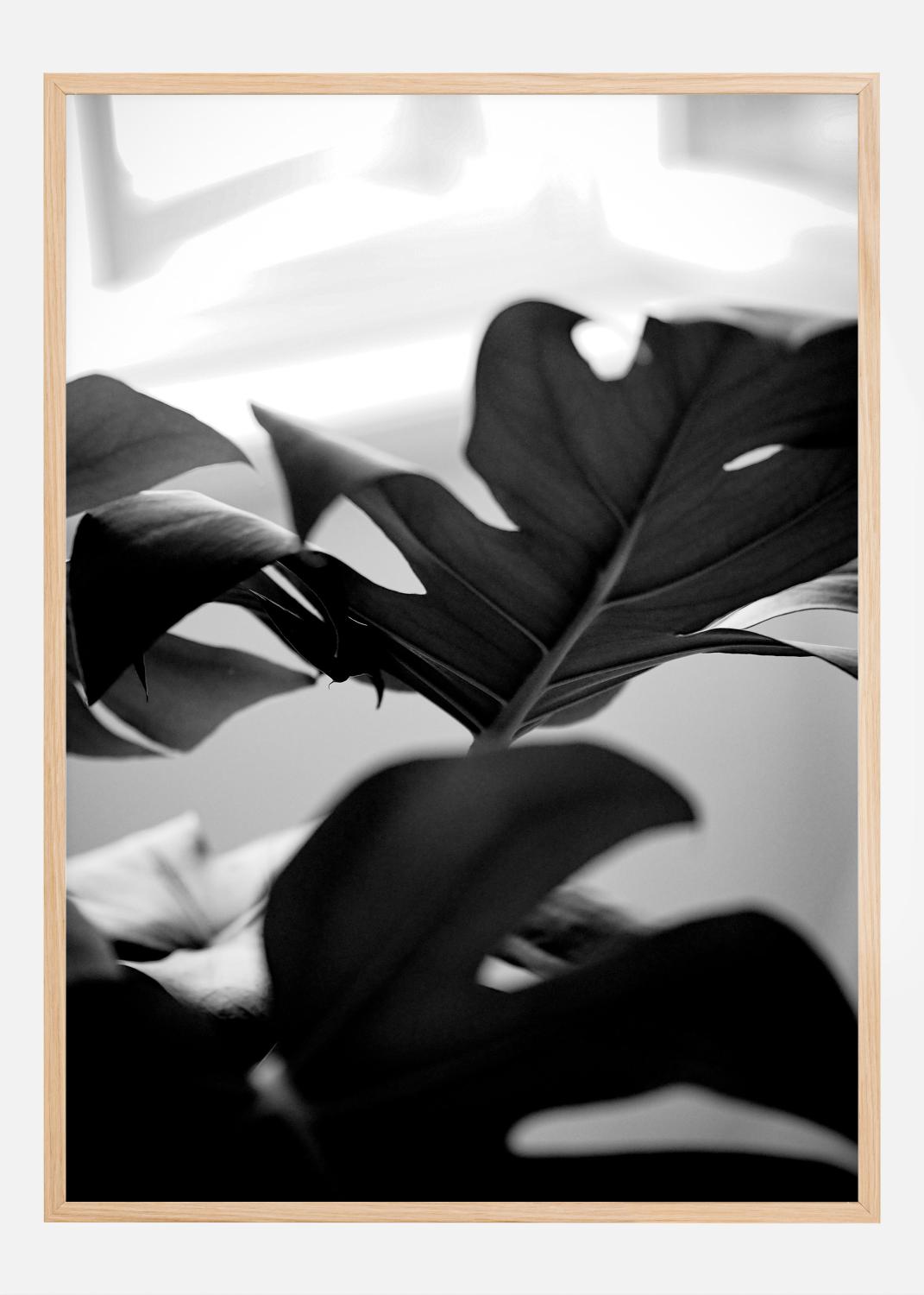 Product Image for Monstera in Black and White l Póster (21x29.7 cm (A4))