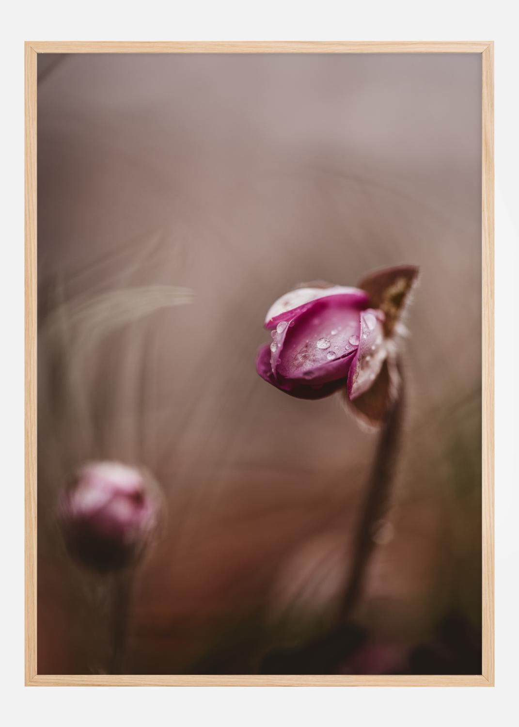 Product Image for Two flower buds Póster (30x40 cm)
