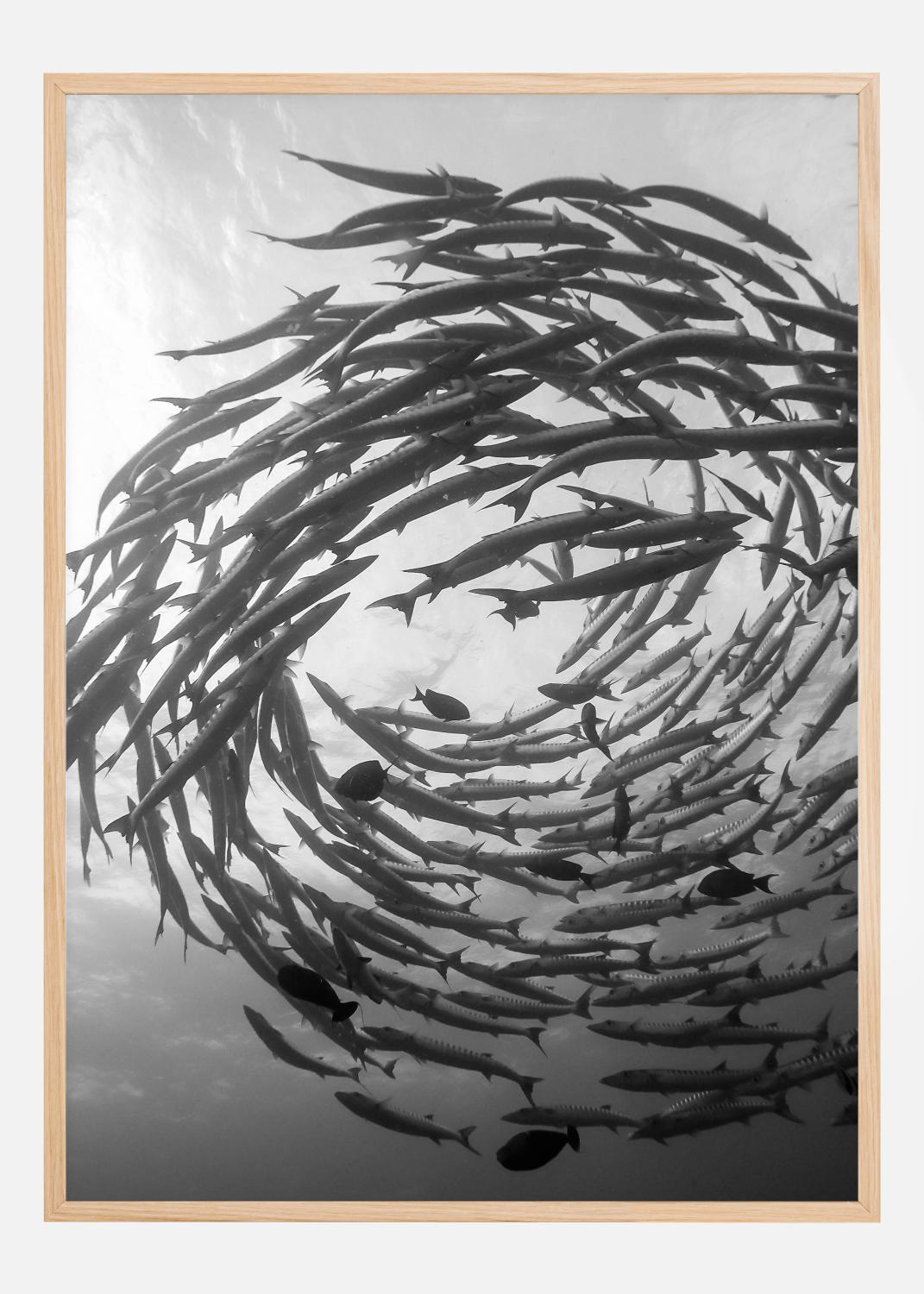 Product Image for Barracuda Tornado Póster (70x100 cm)