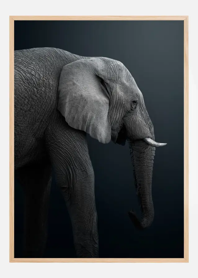 Namibian Elephant Póster