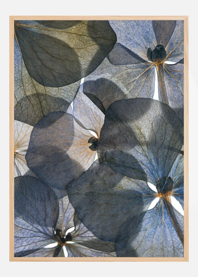 Botanical II Póster