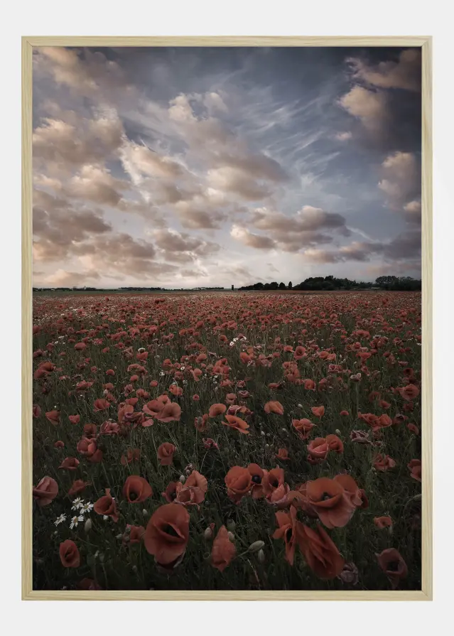 Poppy Field In Sweden Póster