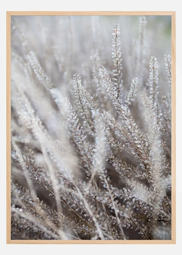 Frosty Grass Póster