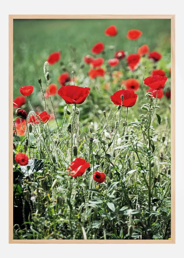 Poppy Fields Póster