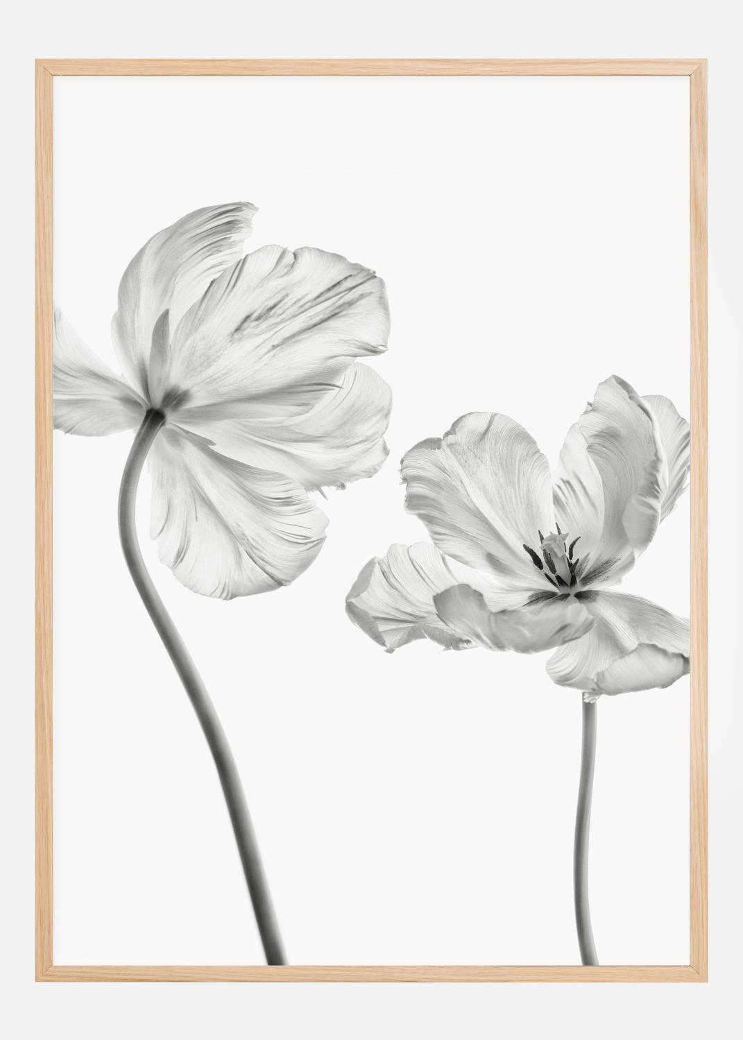 Product Image for Same tulip front and backview Póster (21x29.7 cm (A4))