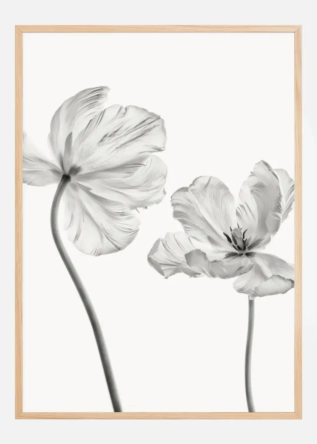 Same tulip front and backview Póster