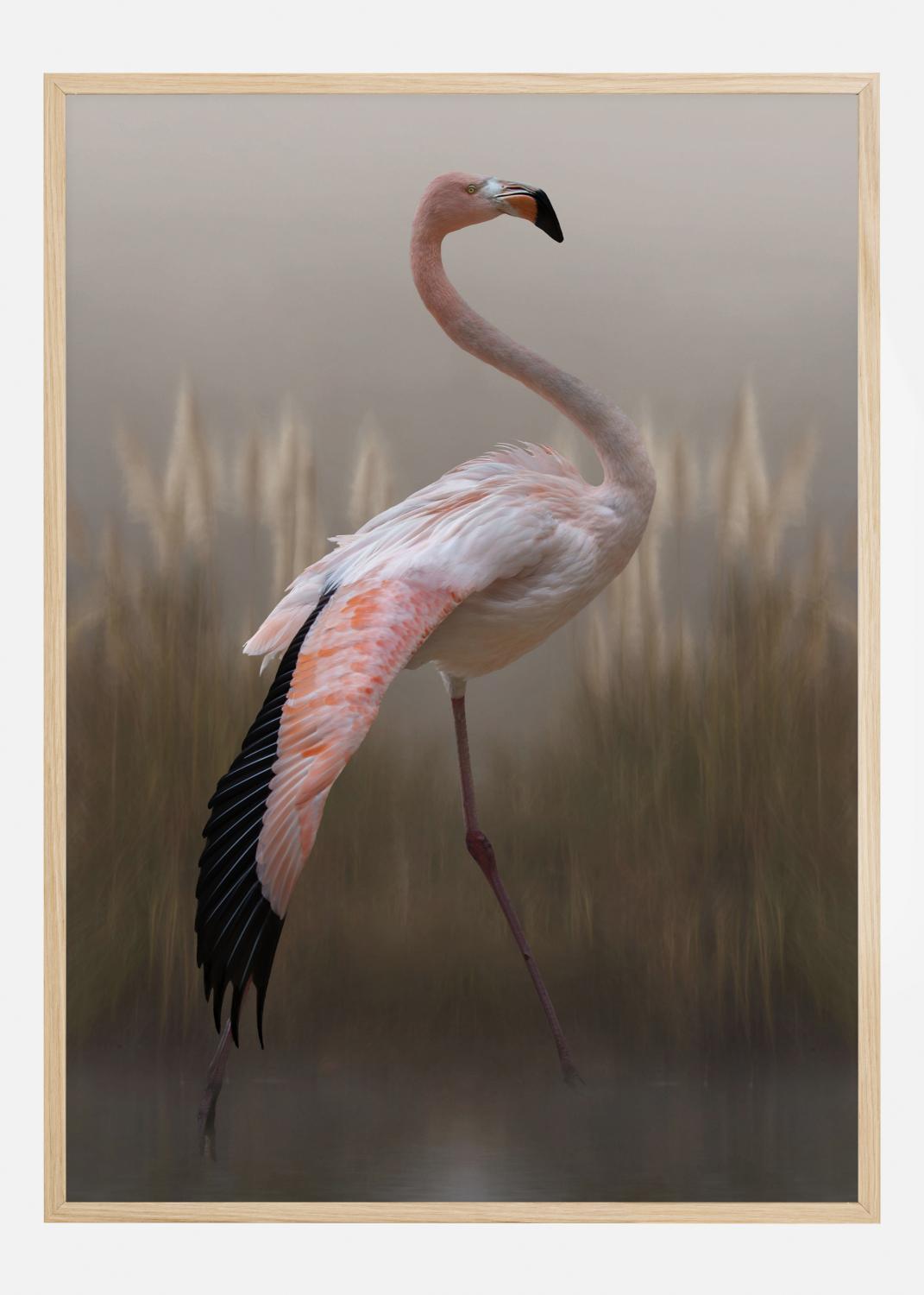 Product Image for Grace Póster (21x29.7 cm (A4))