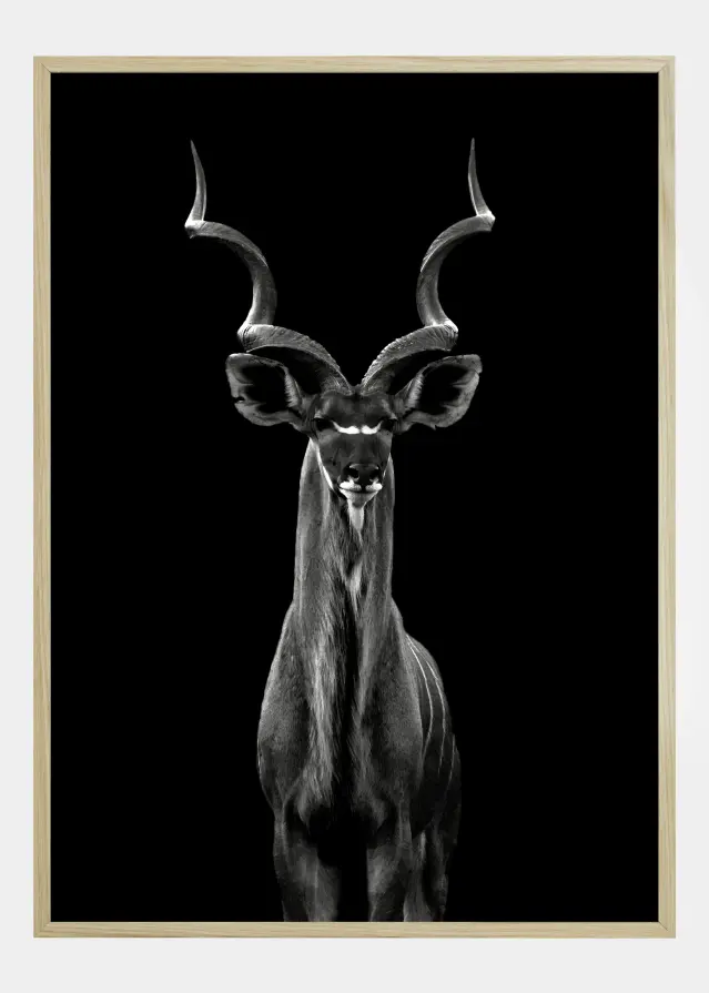 Greater Kudu Póster