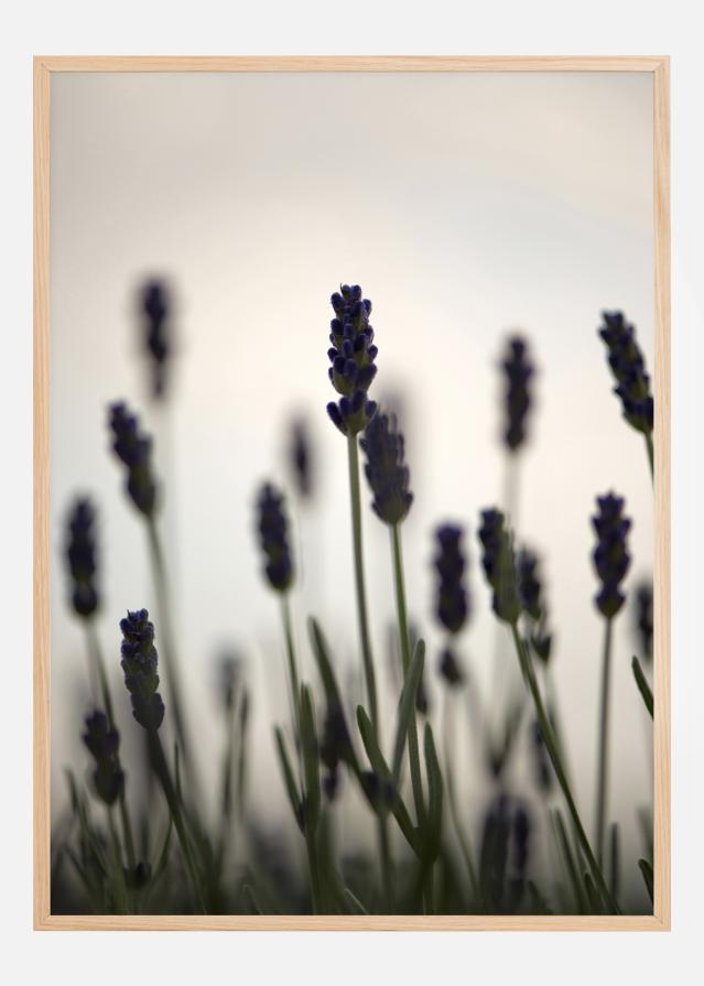 Swaying Fields Póster