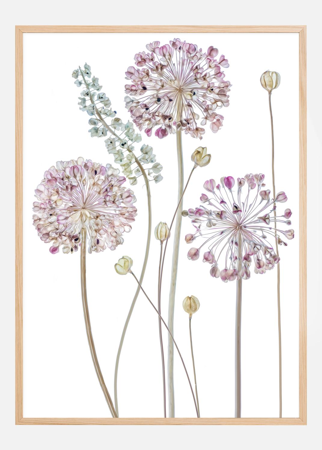 Product Image for Allium Póster (21x29.7 cm (A4))