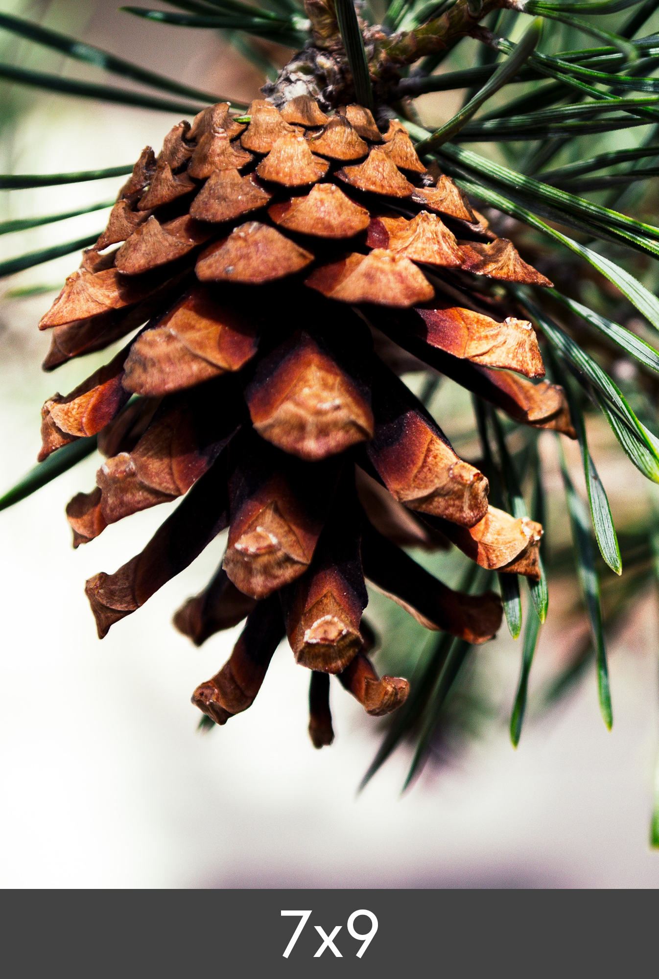 Product Image for Ampliação FineArt Bamboo 290 g (7x9 cm)